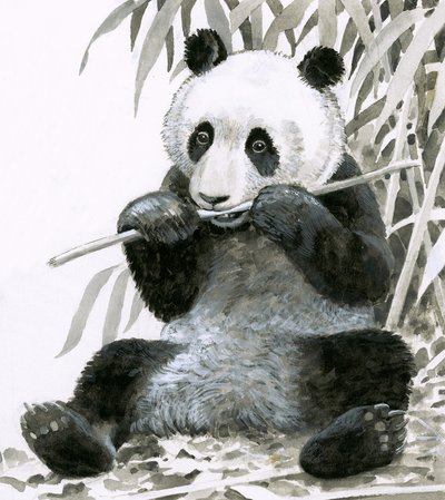 Panda mâchant du bambou - English School